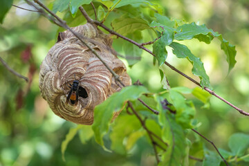 Lesser banded hornet's nest with one hornet visible in forest in Laos