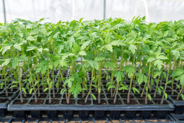 Tomamo seedlings  in plastic tray