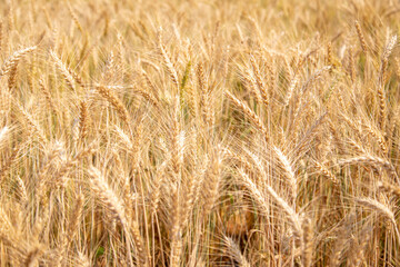 Gloden wheat field