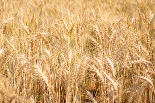 Gloden wheat field © deaw59