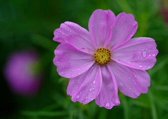 Obraz premium コスモス