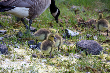 canada goose and baby ducklings on the beach