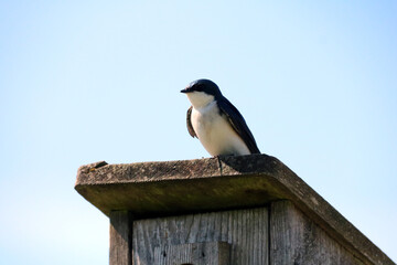tree swallow bird sitting on a birdhouse