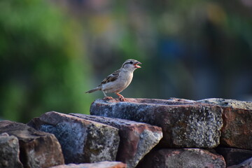 robin