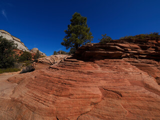 Magnificent scene in Zion National Park