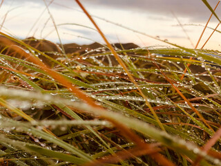 dew on the grass - Powered by Adobe