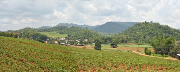 Obraz premium landscape with vineyard and mountain