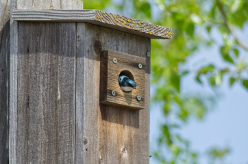 A Tree Swallow in a Birdhouse