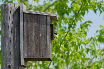 A Tree Swallow in a Birdhouse