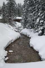 Snowy Forest Landscape