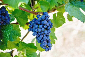 Blue grapes ready to harvest made by a vintner in an established winery. Famous vineyard near Mosel and Rhine in Germany. Making of delicious red wine. German Rheingau region.