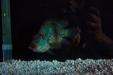 fish in aquarium