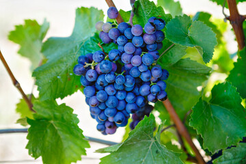 Blue grapes ready to harvest made by a vintner in an established winery. Famous vineyard near Mosel...