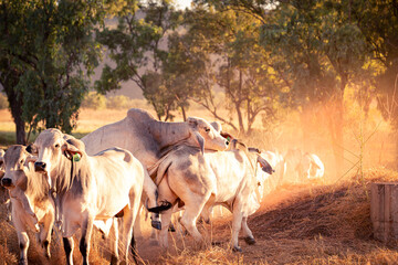 The bulls in the yards on a remote cattle station in Northern Territory in Australia at sunrise.