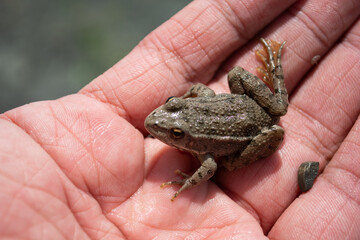 Cute animals on the palm.