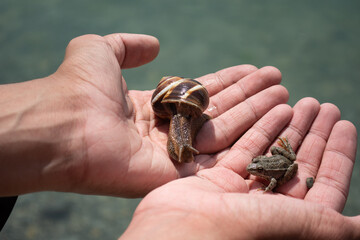 Cute animals on the palm.