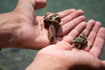 Cute animals on the palm.