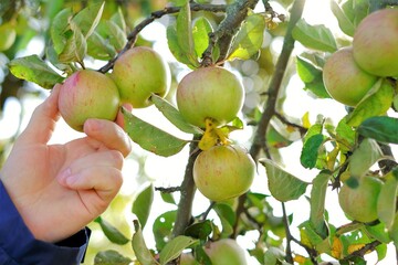 Harvesting apples. Apples fruits on a green branch and a man's hand in  sunbeams in the garden.Autumn fruits. Harvest apples.  Harvesting apples.Apple orchard. Organic Fresh Farm Bio Fruits. 
