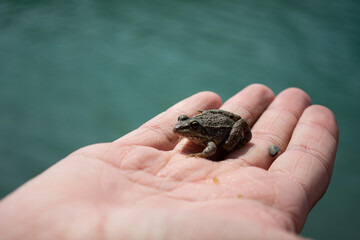 Cute animals on the palm.