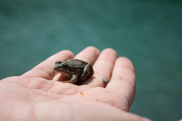 Cute animals on the palm.