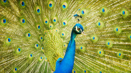 Obraz premium Portrait of beautiful peacock with feathers out