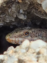 lizard on the rock