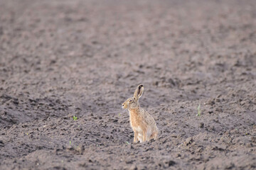 Wild brown hare with big ears sitting in a grass