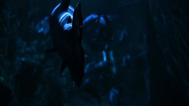 Giant pacu fish diving underwater in aquarium of zoo during darkness. Mystic animals undersea. Close up