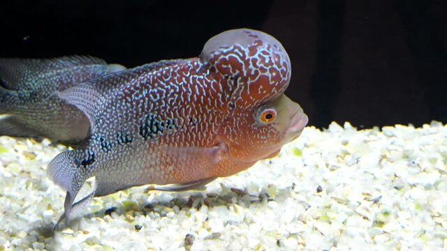 Flowerhorn cichlid fish moves fins in aquarium