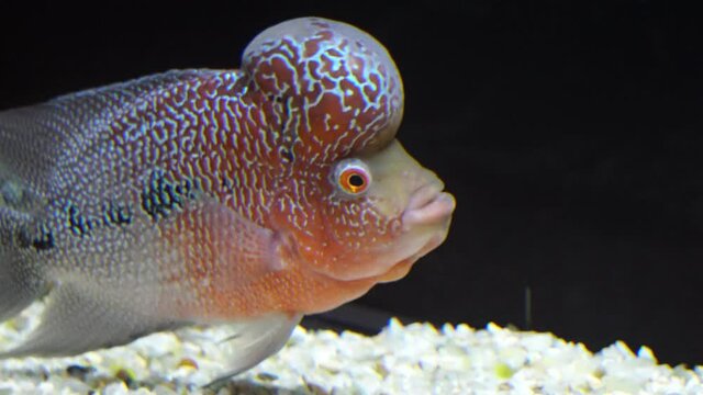 Flowerhorn Cichlid Colorful fish swimming in a Danuri aquarium on black background Danyang city Korea 4k. This is an ornamental fish that symbolizes the luck of feng shui in the house