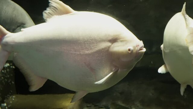 Following big Pacu Albino tambaqui fish colossoma macropomum in Danuri Aquarium Danyang city Korea 4k
