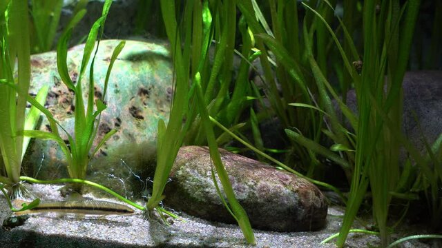 Freshwater fish - Slender shinner in Danuri Aquarium Danyang city, South Korea