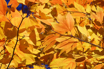 黄色く色づいた楓。秋のイメージ