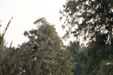 Eurasian Tree Sparrow perched on a tree after the rain.