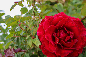 red rose in garden