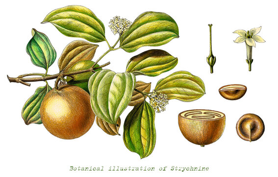 Botanical illustration of Strychnine hand drawn vintage engraving style clip art isolated on white background