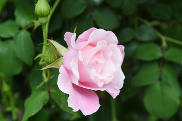 ピンク色のバラの花