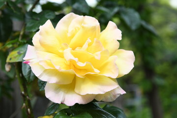 Obraz premium 黄色のバラの花