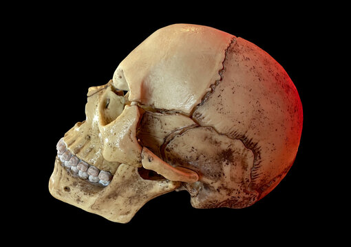 頭蓋骨の模型画像