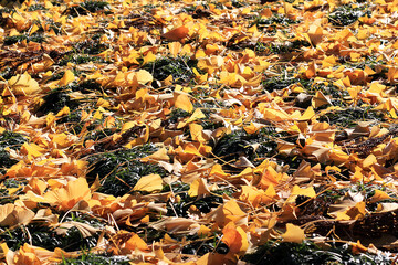敷き詰められたイチョウの葉
