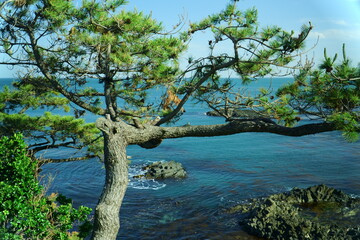 주상절리 해변 소나무