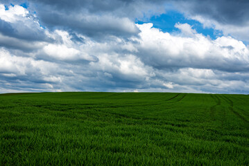 Green field and blue sky white cloud nature background.Farmland. Nice field against dark blue sky with white clouds.
