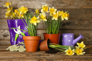Gardening tools with narcissus plants on wooden background