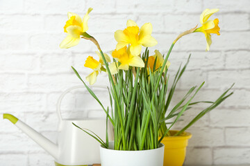 Pot with narcissus plant indoors