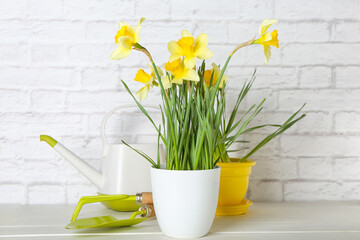 Gardening tools with narcissus plant on table