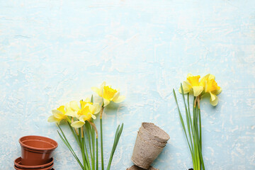 Gardening pots with narcissus plants on color background