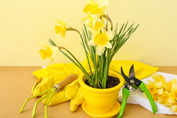 Gardening tools with narcissus plant on color background