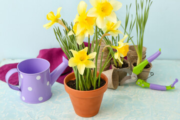Gardening tools with narcissus plant on color background
