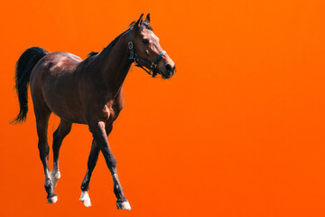 One Walking horse on a orange background. brown horse with bridle.studio shot.copy space.