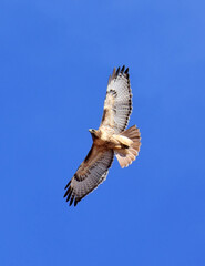 magnificent red-tailed hawk in flight 
 on a sunny day over the new mexican desert near alamogordo
